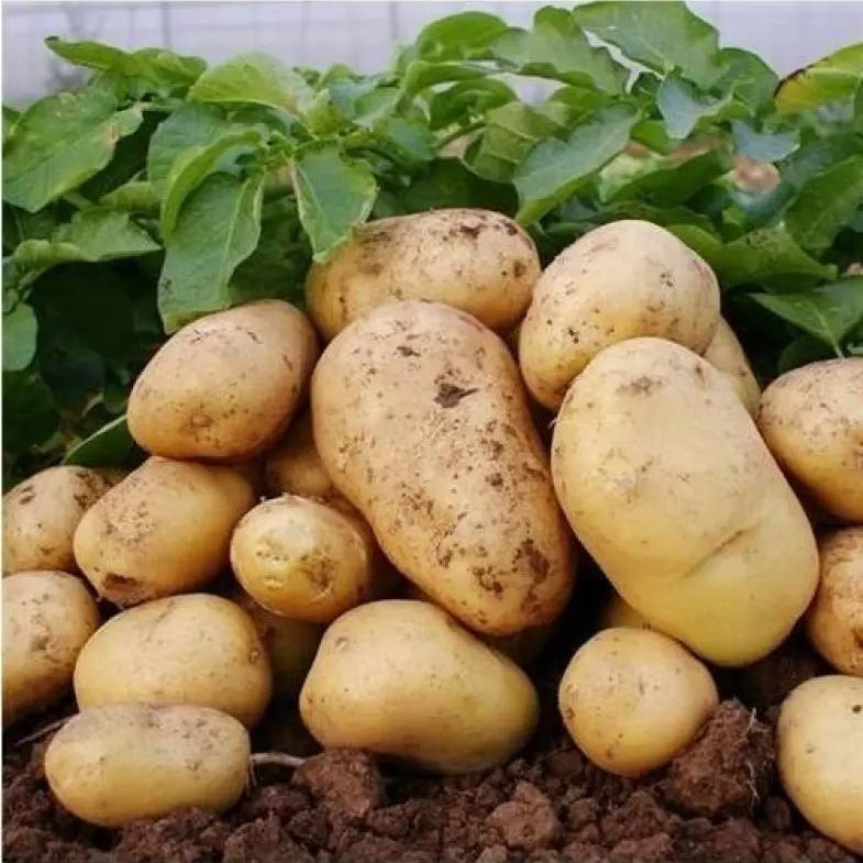 Fresh potatoes of 2025, low price, suitable for Atlantic fries